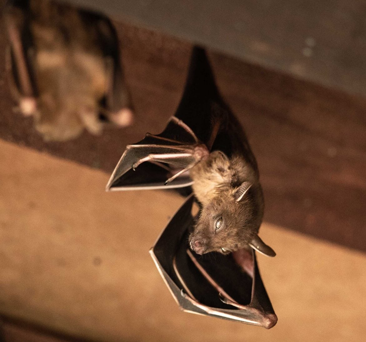 Expert bat removal services for a safe and humane solution in Pittsburgh